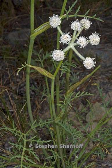 Angelica capitellata 1 graphic